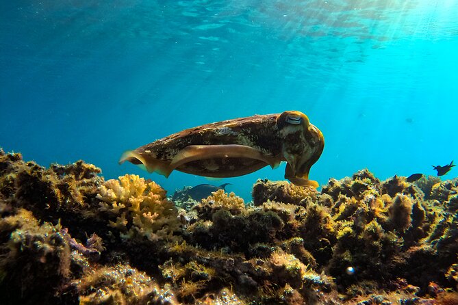 Snorkeling Experience at Ad Daymaniyat Islands in Muscat - Stops two and three: coral variety and shark sightings