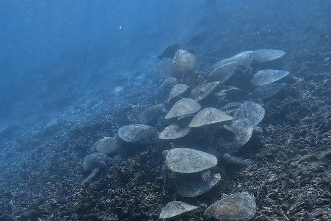 Snorkeling Experience at Ad Daymaniyat Islands in Muscat - Time on the water: how the 4-hour format really works