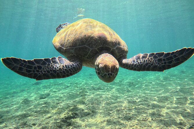 Snorkeling Experience at Ad Daymaniyat Islands in Muscat - Price and value check: is $99 per person fair?