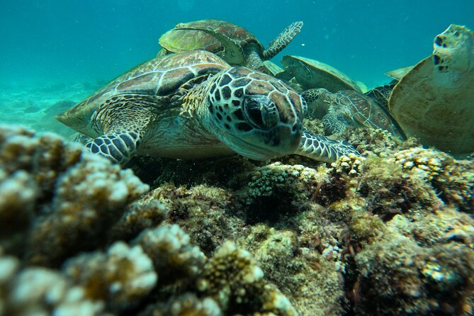 Snorkeling in Daymaniat Island - Winter Season Bonus: Beaches, Hiking, and More Time in the Water