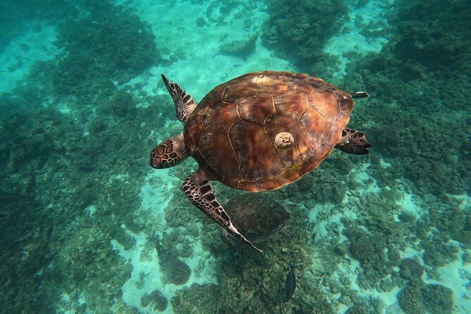 Snorkeling in Daymaniat Island - Meeting Point at Al Mouj Marina: How to Start Smoothly