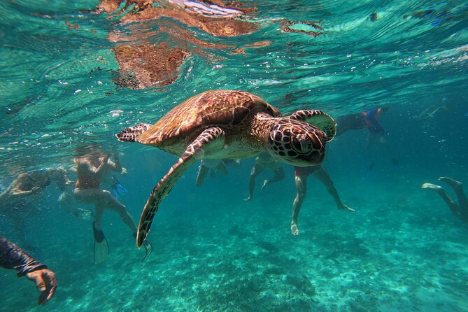 Snorkeling in Daymaniat Island - Staff and Vibe: Friendly Guidance That Improves Your Time