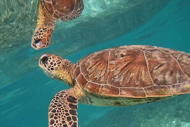 Snorkeling in Daymaniat Island - Price and Value: Is $86 a Good Deal?