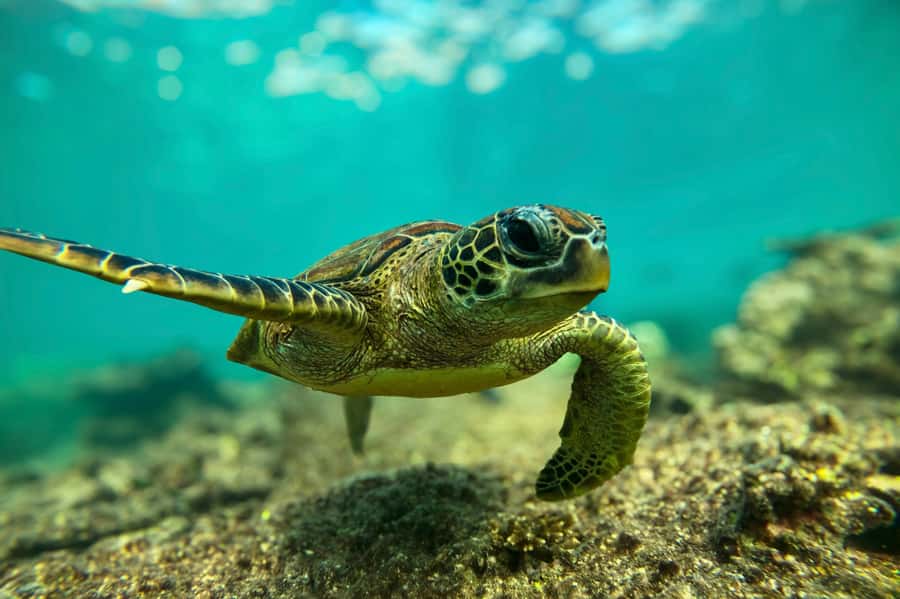 Snorkeling with turtles at Ad Daymaniyat Islands - Seeb Port to Ad Dimaniyat: the route that keeps the day moving