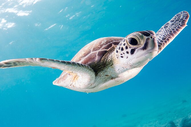 Snorkelling tours to Daymaniyat island - Island beach time: a good plan for kids and non-swimmers