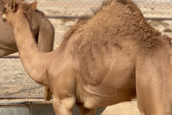Sunset desert safari Salalah with Dinner in a Bedouins camp - Price and value: what $150 covers, plus the one add-on