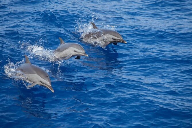 The Jewel of Muscat Sea, Daymaniyat Islands - Key things I’d circle before you go