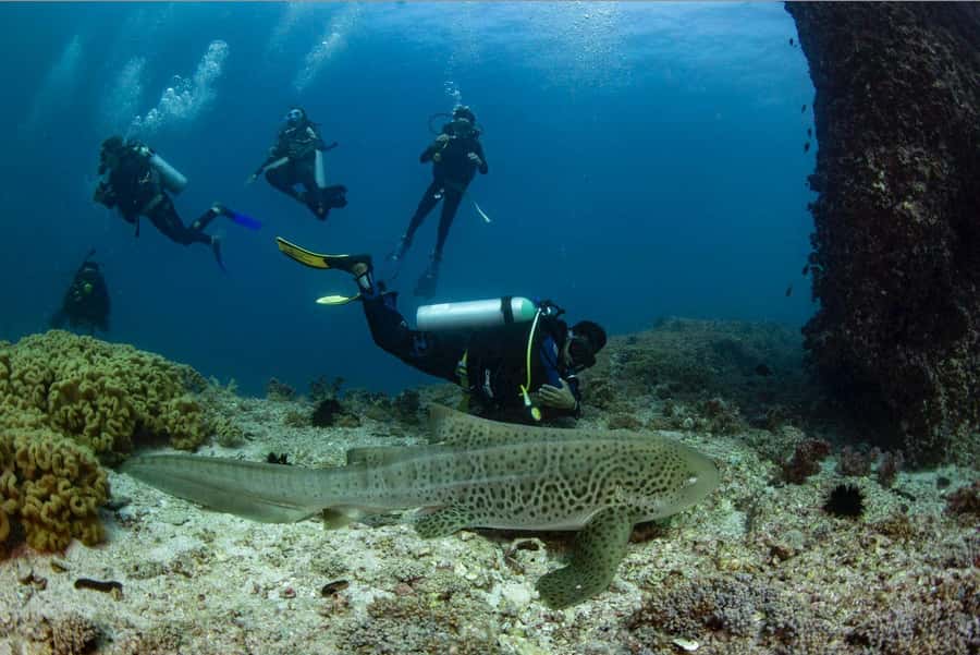 Try scuba Diving Tours To Daymaniyat Islands. - Daymaniyat Islands: why this Oman nature reserve is a smart first pick