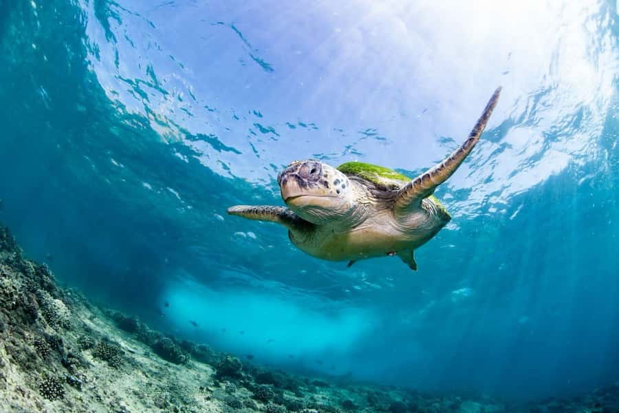 Try scuba Diving Tours To Daymaniyat Islands. - The boat ride: short, weather-dependent, and part of the rhythm
