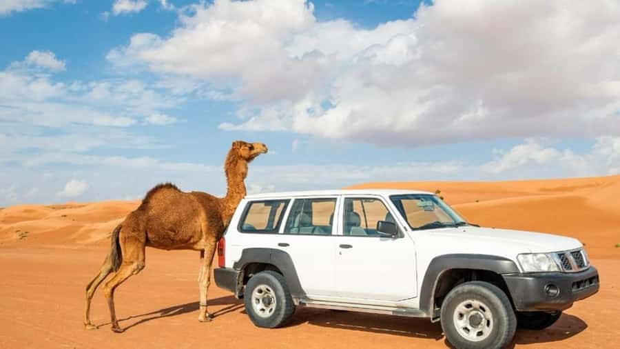 Wahiba Sand and Wadi Bani Khalid Guided Group Tour - From Muscat Pickup To Desert Switch: The Real Pace of the Day