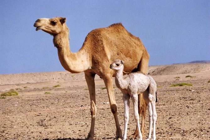 Wahiba Sands and Desert Safari from Muscat - Price and value: is $135 a good deal?