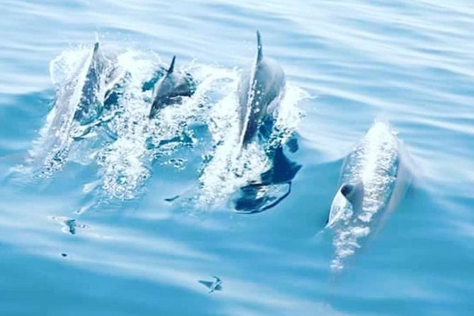 Watching Dolphins, Muscat - What You’ll See, and Which Dolphins Are Most Likely