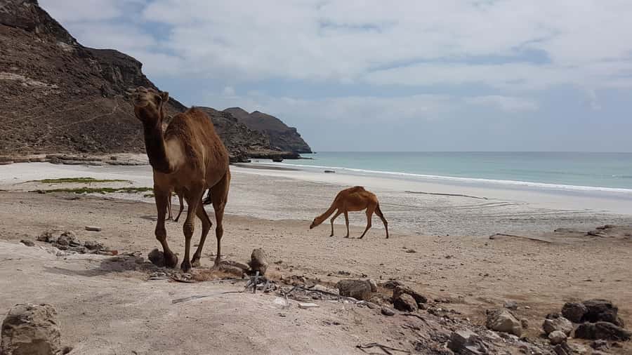 West Salalah: Caribbean of the Orient Fazayah Beaches & City - Fazayah Beach: White Sand, Clear Water, Real Swim Time