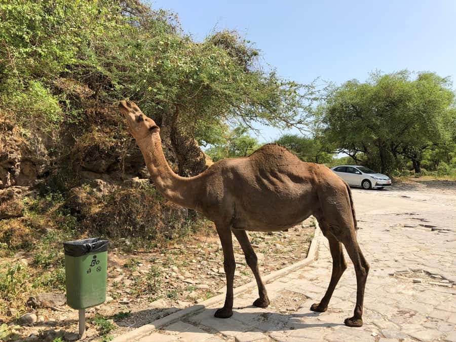 West Salalah Highlights: Coastal Wonders & Scenic Views - Frankincense tree groves: culture you can connect to geography