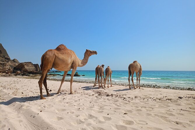 West Salalah Tour by VisitSalalah - Value Check: Is $99 a Good Deal for West Salalah?