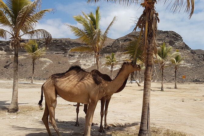 West Salalah Tour - Caribbean of Orient - Fazayah Beach with City - Price and logistics: what $45 really includes for a private tour