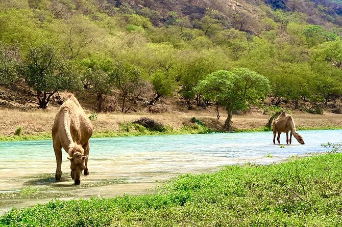 Your Salalah Tour-Your German speaking tour provider/mountain tour - Stop 4: Qeenak baobab trees, and why 15 minutes can still hit